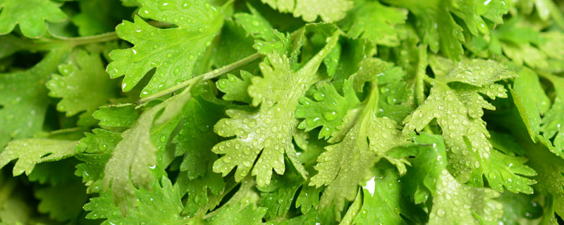 claves-para-comprar-las-frutas-y-verduras-mas-frescas